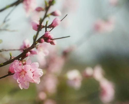 雾里花